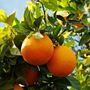 Image de Huile essentielle orange douce zeste biologique 15ml Aliksir | CISI-2 BIO-15