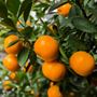 Image de Huile essentielle mandarine rouge zeste biologique 15ml Aliksir | CIRE-RZ BIO-15