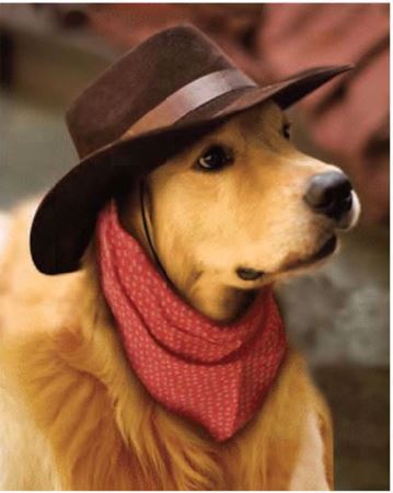 Image de Jeté en microfibre à motifs chien avec chapeau 48 x 60